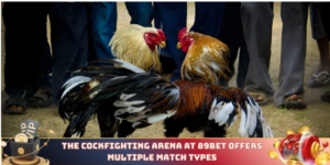 The cockfighting arena at 89bet offers multiple match types 